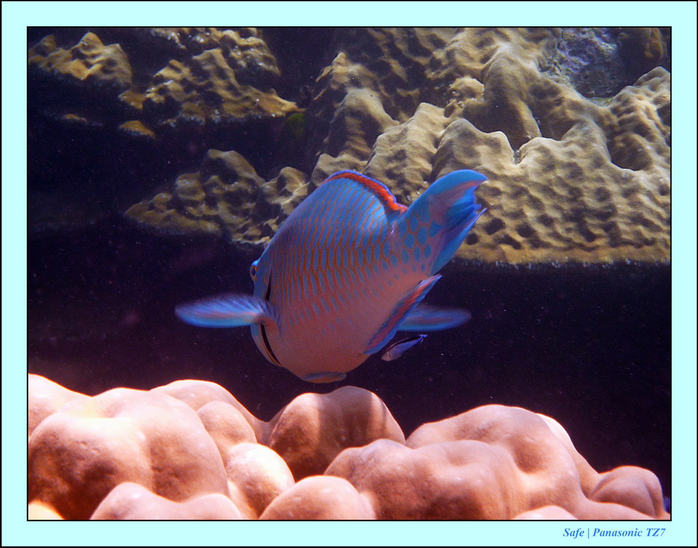 2011 - 03 - Koh Rok 07